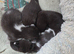 Mixed breed kittens