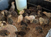 Coturnix Quail chicks