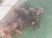 2 remaining pups of litter of 4