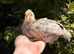 Crested Cream Legbar 4 week old chicks