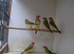 Star finches for sale &pound;40/pair