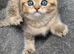 Scottish fold