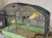 3 canary’s including cage