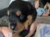 Chunky pups long and short hair available