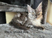 Pure Bred Maine Coon Kittens