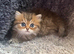 Stunning Golden Shaded Persian KittenTeddy Bear