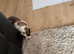 Saint Bernard Puppies For Sale