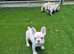 French Bulldog Puppies