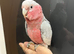 Friendly Baby Handreared Tame Galah Cockatoo Parrot,31