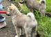 Beautiful puppies ready now