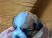 Shitzu Puppy's