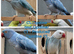 Breeding & pet Mutation Indian Ringneck Parrots