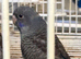 Black face black wing combo