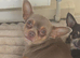 Female Chihuahua