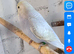 Baby budgies for sale in fife