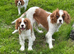 Beautiful cavalier boy
