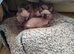 Sphynix kitten one left
