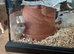 Micro squirrel family