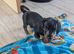 2 smooth dachshund puppies