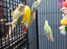 Hand Reared Various Baby Conures