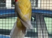Dna sexed rosellas