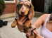 Stunning KC Registered miniature dachshund puppy
