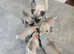 Pug puppies