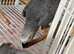 Baby African grey Glasgow