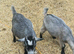Pure pygmy goats for sale