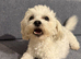 Beautiful full pedigree Maltese puppies