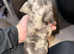 2 dachshund little boys ready 3rd November