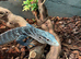 Blue Tree Monitor (Varanus Macraei) at Birmingham Reptiles