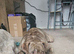 Urgent home needed