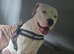 American bulldog cross