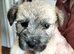 Outstanding Glen of Imaal terrier puppies!!