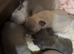 French Bulldog Puppies