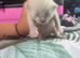 1 week ragdolls not ready for homes yet
