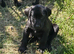 Beautiful litter of puppies Ready to go now