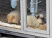 2 male young guineas need home
