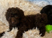 Toy Cavapoo Puppies