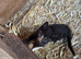 Adorable kittens