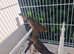 Mexican house finch breeding Pair