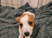 2 Jack Russell puppies