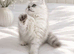 GCCF registered beautiful silver Persian kittens