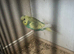 Adult male budgie for sale