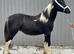 Yearling colt to make 14.2hh