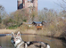TAMASKAN PUPPIES PEDIGREE, REGISTERED AND EMBARKED