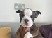 ENGLISH BULLDOG PUPPIES!