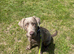 Sliver Labrador