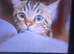 Free Tabby kittens